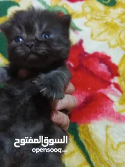  3 قطط للبيع عمان