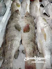  4 جميع انواع الاسماك