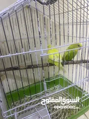  2 جوز حب كان تحته فرخ و هسا تحته بيض