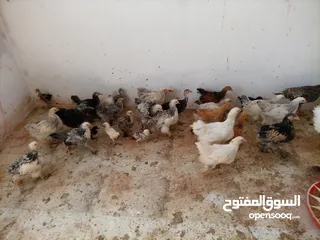  9 فرخات. براهمي . مشكل   في بف وفي بلاك     فرخات. ما شاء الله