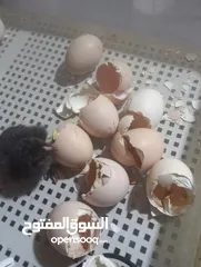  1 قفاسة للبيع 100 بيضة