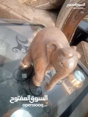  22 مناظر حيوانات للبيع بسعر مغري