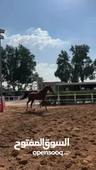  7 Jumping horse. Gelding