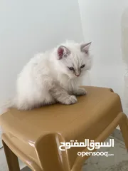  2 قطه شيرازي