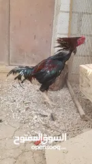  5 دجاج بكستاني