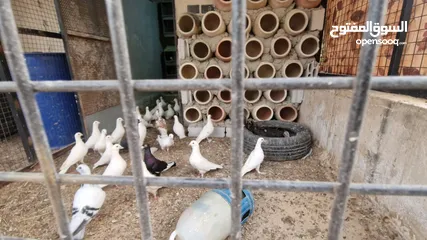  21 شاليه ومزرعة السلطانه جرش 5نجوم