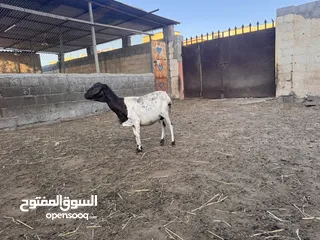  4 جاعده صوماليه