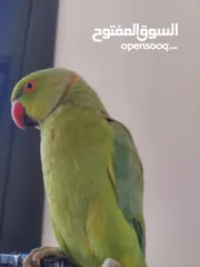  7 ترويض وتدريب ببغاء الدرارة الهندي الشرس ببغاء صيد خلال شهر فقط بتستلمو اليف مية بالمية ما بعض نهائي