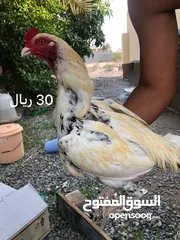  1 طيور باكستانيه للبيع اللون ميتا و ابيض