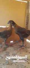  2 صيصان دجاج بلدي للبيع للبدل على حمام