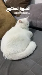  2 قط ذكر العمر 4 سنوات للتبني