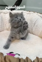  1 سكوتش فولد ذكر العمر شهرين لعوبه وحنونه