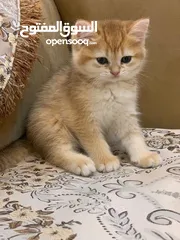  4 سكوتش ستريت بيور نظيف جدا