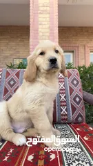  30 للبيع جراوى جولدن ريتريڤر بيور - for Sale puppies Golden retriever