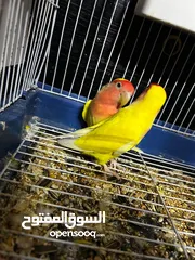  10 جوز روز لاتينو عين حمرة قابل للبدل تحتهم اربع بيضات مع قفص جديد وكوخ كبير جديد موجودات بالهاشمية