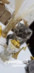  9 قطط سكوتش فولد للبيع