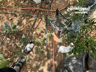  2 10أرانب صغيرة مخلط الاعمار