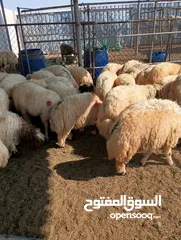  19 ذبيح للبيع طيبه سمان عزيمه ثلاجه خرفان طيبة هرفي جذع وتساب اتصال لتوصيل جميع مناطق قطر سوري بلدي