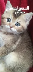  1 قطة أنثى عمر شهرين ونص