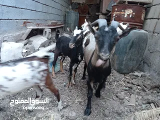  2 صخول قطريات حلوات 