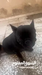  2 French bulldog male 8 months