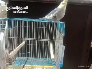  4 ببغاء كوكتيل اليف السعر 20مع القفص