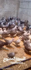  4 فراخ دجاج عمر شهرين و 10 ايام بلدي وفيومي مطعمات انضاف سعر الحبه 175 قرش للحبه