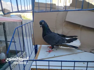  14 حمام بلدي وانواع اخره   بحاله ممتازة شغالات 14جوز وهاي بعض الصور