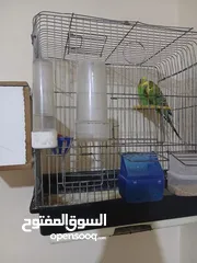  2 عصافير حب ببغاء للبيع جوز عصافير مع الفراخ