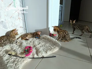  5 Bengal kittens