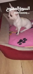  8 Chihuahua puppies