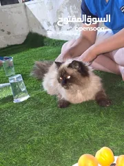  2 قطه هملايا