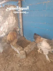  5 دجاج براهما