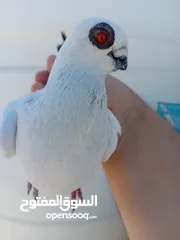  2 بعد الصلاة ع النبي جوزين بواز بلديات نخب اول ع حل شغالات جفن ودماغ ع طبيعه أجمل من الصور