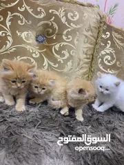  8 قطه مع صغارها