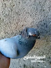  2 طواير للبيع