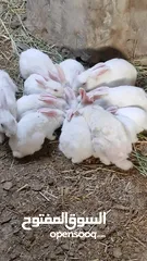  6 ارانب للبيع   مختلف الاعمار
