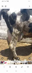  1 بكاكير حليب