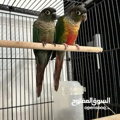  6 جوز جرين شيك green cheek conure مع قفص اكبر حجم وطعام 3 اشهر