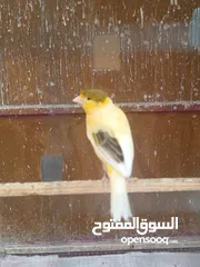  10 كنار جواز مع بيض وفي اجواز مع افراخ