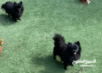  1 Black Pomeranian