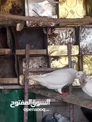  1 ذكر فرنسي جامبو