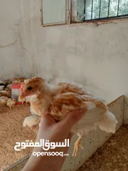  1 متاح صوص لوهمن براون البزره الاصليه