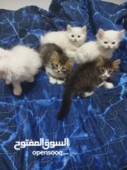  8 قطط للبيع موجودين في عناتا ضوحي القدس