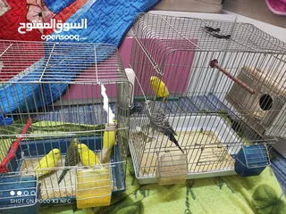 5 طيور حب العدد( 6 )2منهم ذكر وأنثى واربع عصافير حب مع اقفاصهم ب 25