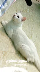  3 قطه انثى للبيع بسعر 27ريال عماني