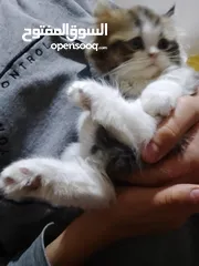  4 قطتين أنثى و ذكر