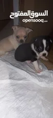  7 Chihuahuas