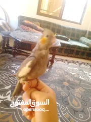  3 ببغاء كوكتيل اليف جدنننننن