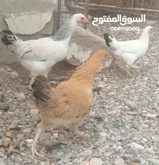  3 دجاج عماني كوشن